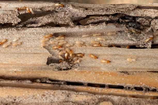 Trusted Tempe, AZ Pest Control Experts